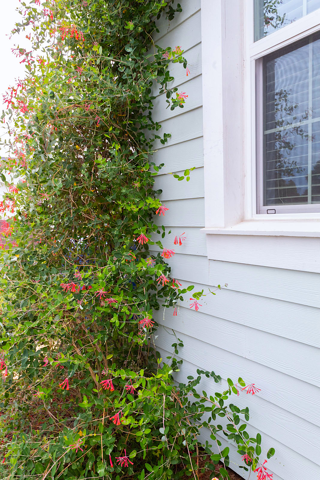 Ideas For Year Round Color In your Garden – Nooks In Bloom