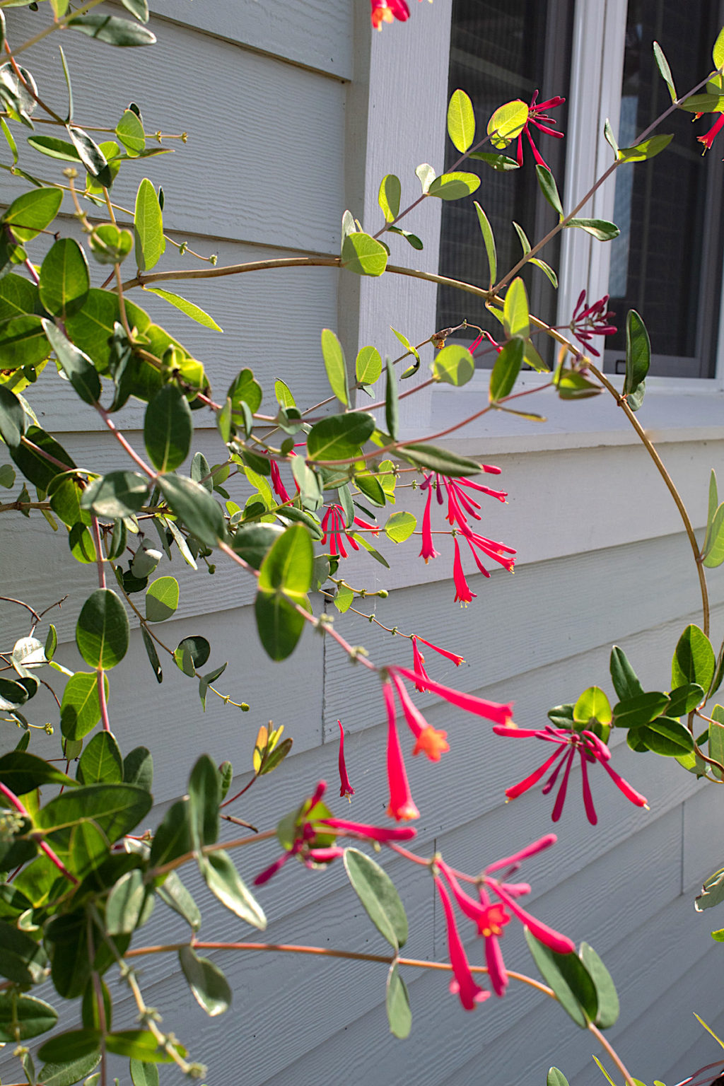 Ideas For Year Round Color In your Garden – Nooks In Bloom