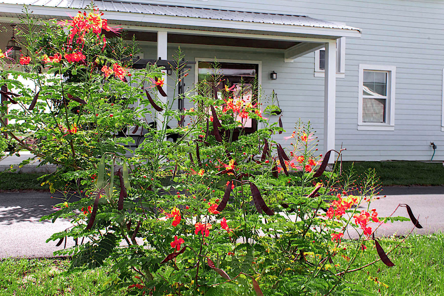 Ideas For Year Round Color In your Garden – Nooks In Bloom