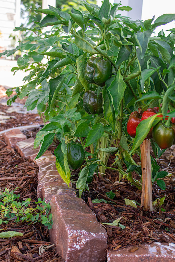 Ideas For Year Round Color In your Garden – Nooks In Bloom