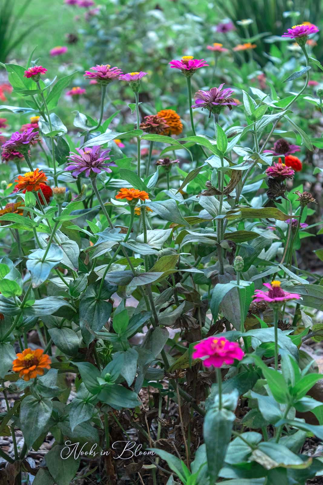 Ideas For Year Round Color In your Garden – Nooks In Bloom